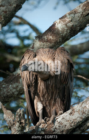 Portrait of African vautour dans l'arbre Banque D'Images