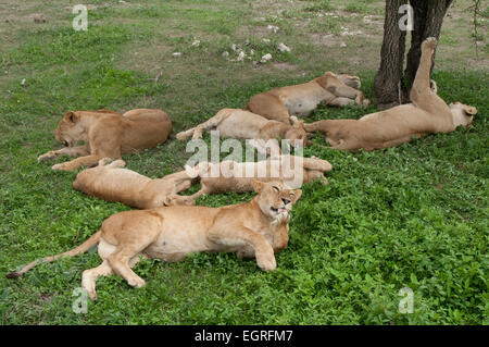 Pride of lions resting in grass Banque D'Images