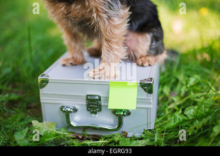 Yorkshire Terrier sitting on suitcase - étain Selective focus Banque D'Images