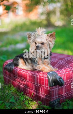 Yorkshire Terrier assis sur red suitcase. Selective focus Banque D'Images