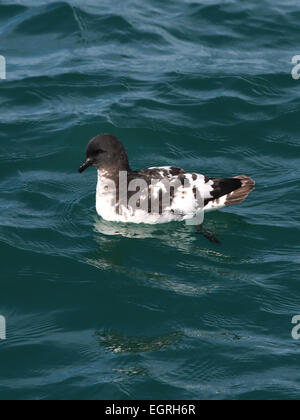 Cape petrel reposant dans Nouvelle-zélande océan Banque D'Images