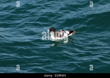 Cape petrel reposant dans Nouvelle-zélande océan Banque D'Images