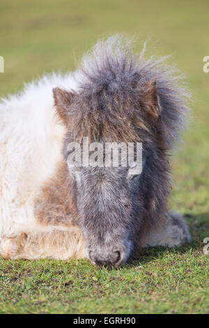 New Forest poney Shetland dans son manteau d'hiver est en train de dormir sur l'herbe. C'est un gris gris ( ) et de couleur blanc couleur ( ) poney Banque D'Images