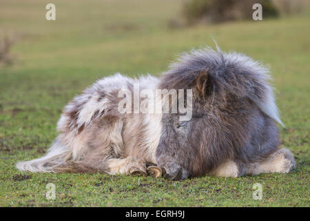 New Forest poney Shetland dans son manteau d'hiver est en train de dormir sur l'herbe. C'est un gris gris ( ) et de couleur blanc couleur ( ) poney Banque D'Images