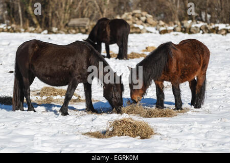Certains chevaux manger sur le terrain enneigé à Cabuérniga, Cantabrie, Espagne. Banque D'Images