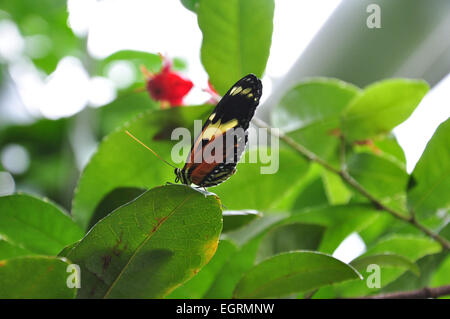 Un gros plan d'un seul papillon orange tiger longwing (Heliconius hecale) reposant sur une feuille verte Banque D'Images