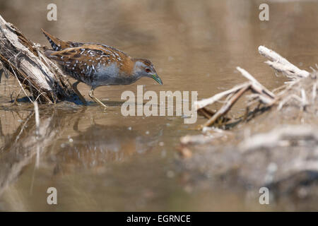 Baillon's crake Porzana pusilla, de recherche de nourriture dans les eaux peu profondes de la piscine boueuse, Eressos, Lesbos, Grèce en avril. Banque D'Images