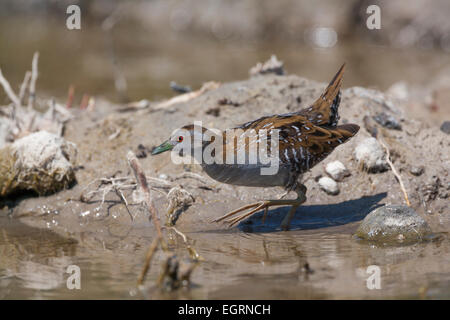 Baillon's crake Porzana pusilla, de recherche de nourriture dans les eaux peu profondes de la piscine boueuse, Eressos, Lesbos, Grèce en avril. Banque D'Images