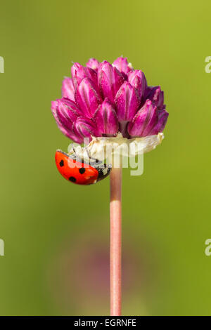 L'oignon Allium sphaerocephalon Bristol, en fleurs avec 7-spot ladybird, Avon Gorge, Bristol, UK en juillet. Banque D'Images