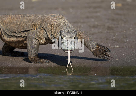 Dragon de Komodo (Varanus komodoensis) Banque D'Images