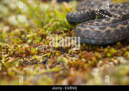 L'additionneur commun Vipera berus (conditions contrôlées), mâle adulte, parmi la végétation de landes enroulé, Arne, Dorset, UK en mai. Banque D'Images