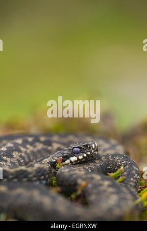 L'additionneur commun Vipera berus (conditions contrôlées), mâle adulte, parmi la végétation de landes enroulé, Arne, Dorset, UK en mai. Banque D'Images