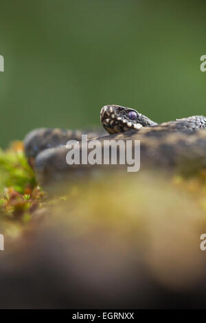 L'additionneur commun Vipera berus (conditions contrôlées), mâle adulte, parmi la végétation de landes enroulé, Arne, Dorset, UK en mai. Banque D'Images