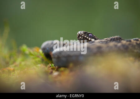 L'additionneur commun Vipera berus (conditions contrôlées), mâle adulte, parmi la végétation de landes enroulé, Arne, Dorset, UK en mai. Banque D'Images