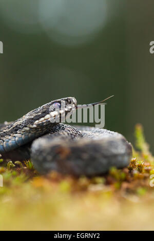 L'additionneur commun Vipera berus (conditions contrôlées), mâle adulte, parfumer avec la langue fourchue, Arne, Dorset, UK en mai. Banque D'Images