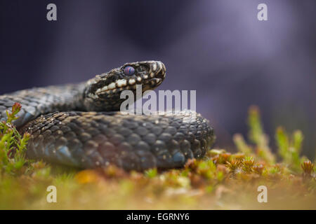 L'additionneur commun Vipera berus (conditions contrôlées), mâle adulte, parmi la végétation de landes enroulé, Arne, Dorset, UK en mai. Banque D'Images