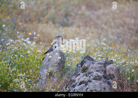 Cuckoo Cuculus canorus Common, homme perché sur des rochers dans un pré, Napi Valley, Lesbos en avril. Banque D'Images