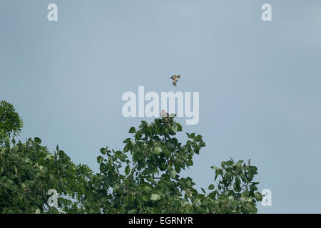 Cuckoo Cuculus canorus Common, mâle adulte, d'être assailli par une chouette huppé Muscicapa striata, Tiszaalpár, Hongrie, en juin. Banque D'Images