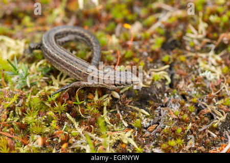 Lizard Zootoca vivipara commun (conditions contrôlées), femelle adulte, au soleil sur la végétation de landes, Arne, Dorset, UK en mai. Banque D'Images
