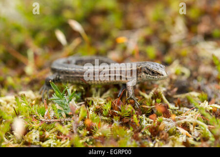 Lizard Zootoca vivipara commun (conditions contrôlées), femelle adulte, au soleil sur la végétation de landes, Arne, Dorset, UK en mai. Banque D'Images
