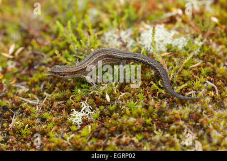Lizard Zootoca vivipara commun (conditions contrôlées), femelle adulte, au soleil sur la végétation de landes, Arne, Dorset, UK en mai. Banque D'Images