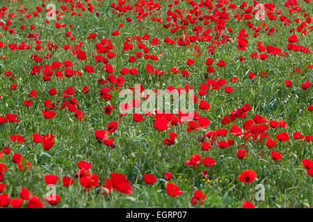 Papaver rhoeas coquelicot commun, meadow, en pleine floraison, Achladeri, Lesbos, Grèce en avril. Banque D'Images