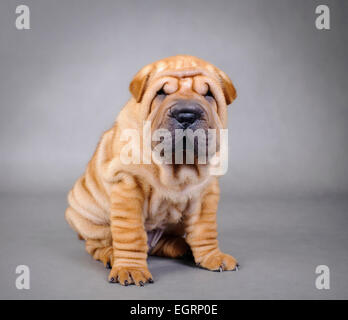 Chinese Shar Pei puppy portrait Banque D'Images
