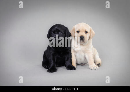 Deux Labrador retriever puppies sur fond gris Banque D'Images