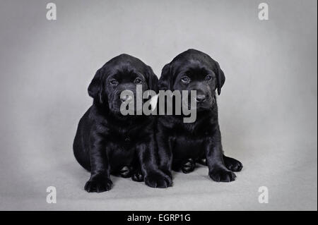 Deux chiots labrador noir sur fond gris, portrait Banque D'Images