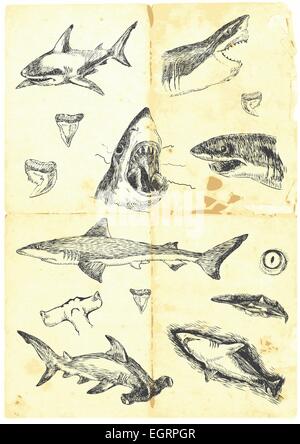 Une illustration à la main - les Requins Illustration de Vecteur