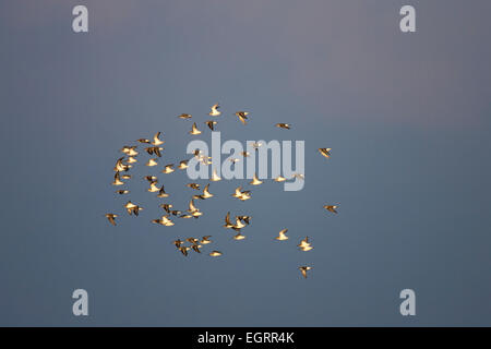 Le bécasseau variable Calidris alpina, troupeau d'hiver, en vol au dessus de l'eau, Point Steart, Somerset, Royaume-Uni en janvier. Banque D'Images