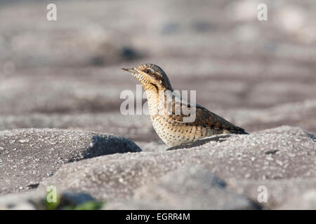 Fourmilier Jynx torquilla eurasienne, sur le sol le long du mur de la mer à Kingston Seymour, Somerset, Royaume-Uni en septembre. Banque D'Images