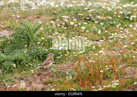 Fourmilier Jynx torquilla eurasienne, des profils sur les migrations à Kalloni Salt Pans, Lesbos, en avril. Banque D'Images