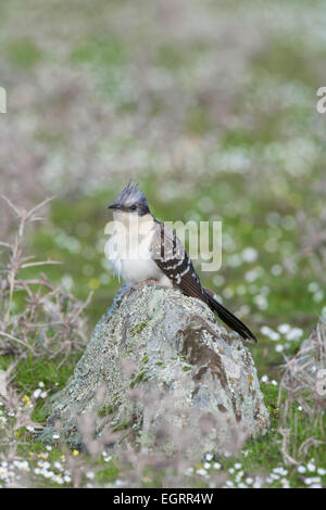 Great spotted cuckoo Clamator glandarius, migrant, perché sur le roc dans le pré, La Serena plaines, l'Espagne en février. Banque D'Images