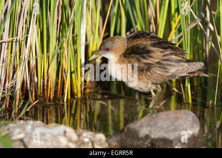 Little crake Porzana parva, femme, contre la roselière, Parakila Marsh, Lesbos, Grèce en avril. Banque D'Images