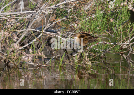 Little crake Porzana parva, femme, perché dans Tamaris, Lesbos, Grèce en avril. Banque D'Images