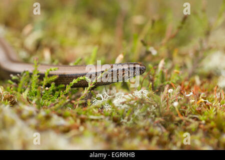 Ver lent Anguis fragilis (conditions contrôlées), femelle adulte, sur la végétation de landes, Arne, Dorset en mai. Banque D'Images