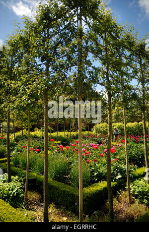 Espaliered pommiers, le jardin d'Alnwick Banque D'Images