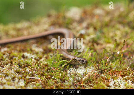 Ver lent Anguis fragilis (conditions contrôlées), femelle adulte, sur la végétation de landes, Arne, Dorset en mai. Banque D'Images