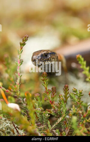 Ver lent Anguis fragilis (conditions contrôlées), femelle adulte, sur la végétation de landes, Arne, Dorset en mai. Banque D'Images