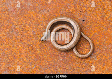 Ver lent Anguis fragilis (conditions contrôlées), femelle adulte, enroulé sur une guerre rusty metal, Arne, Dorset en mai. Banque D'Images