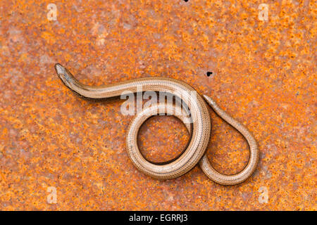 Ver lent Anguis fragilis (conditions contrôlées), femelle adulte, enroulé sur une guerre rusty metal, Arne, Dorset en mai. Banque D'Images