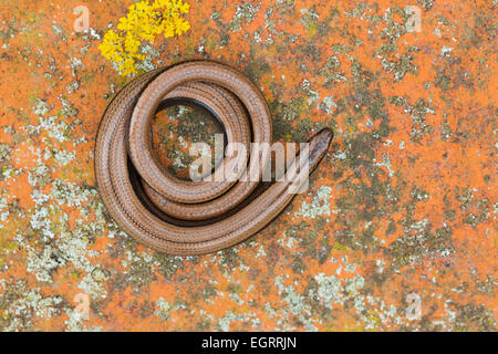 Ver lent Anguis fragilis (conditions contrôlées), femelle adulte, enroulé sur un lichen couvertes de tuiles, Arne, Dorset en mai. Banque D'Images