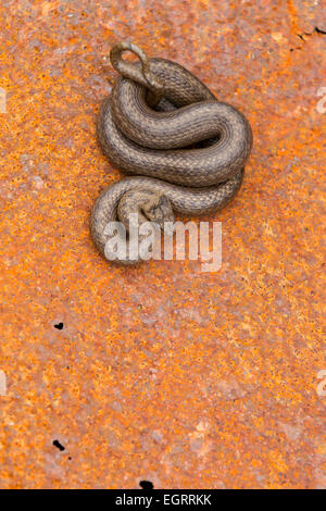 Couleuvre lisse Coronella austriaca (sous licence), mâle adulte, enroulé sur une feuille de métal rouillé, Arne, Dorset en mai. Banque D'Images