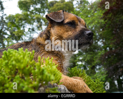 Border terrier chien libre expression du visage allongé sur mur planté Banque D'Images