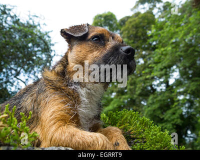 Border terrier chien libre expression du visage allongé sur mur planté Banque D'Images