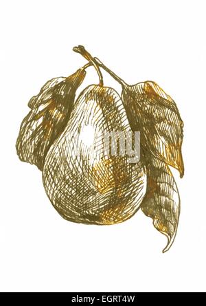 Une illustration à la main (marqueur, converti) : pear Illustration de Vecteur