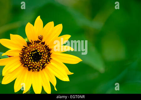Coccinelle sur une fleur jaune, avec fond vert floue Banque D'Images