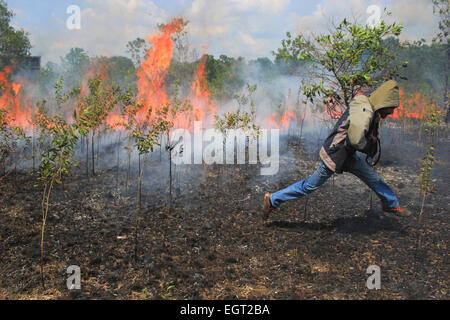 Pekanbaru, Riau, l'Indonésie. 1er mars 2015. Un homme s'exécute en tant que le feu détruit une zone de plantation à Pekanbaru. Les feux de forêt ont détruit plus de 45 hectares à Riau effectuée par la sécheresse de la forêt. La fumée de l'incendie a causé une brume arriver à Sumatra, de Singapour et de parties de la Malaisie. © Sijori Images/ZUMA/Alamy Fil Live News Banque D'Images