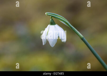 Galanthus 'Hill croissant des Poe dans un défrichement des terres forestières. Banque D'Images